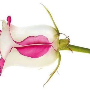 Meet your Posher, Irma